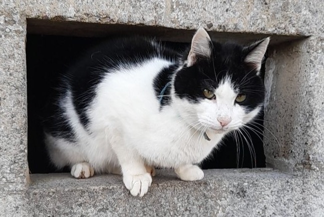 Vermisstmeldung Katze  Männliche , 3 jahre Domfront en Poiraie Frankreich