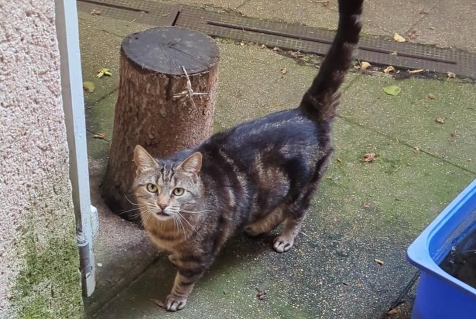 Vermisstmeldung Katze  Männliche , 7 jahre Valframbert Frankreich