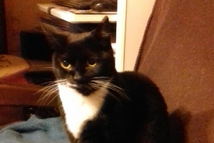 Vermisstmeldung Katze rassenmischung  Weiblich , 6 jahre Alençon Frankreich