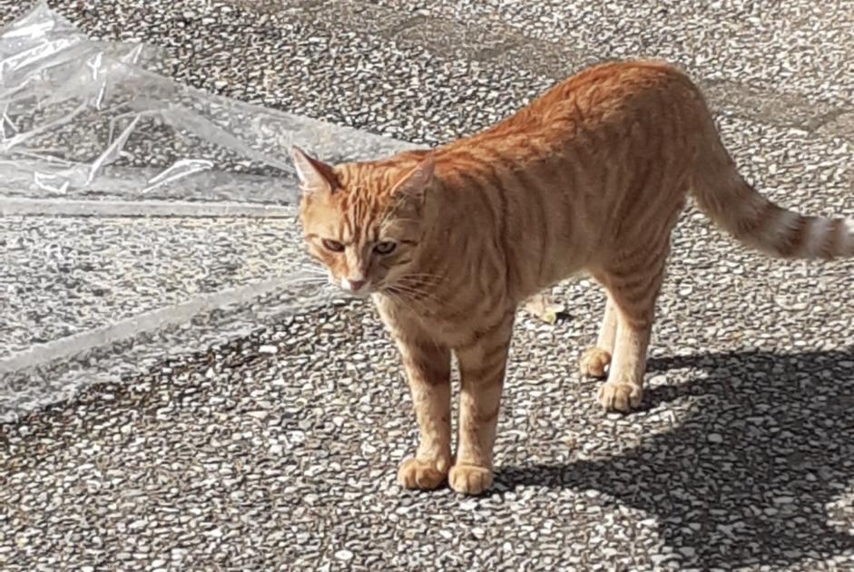 Fundmeldung Katze Unbekannt Saint-Aubin-de-Courteraie Frankreich