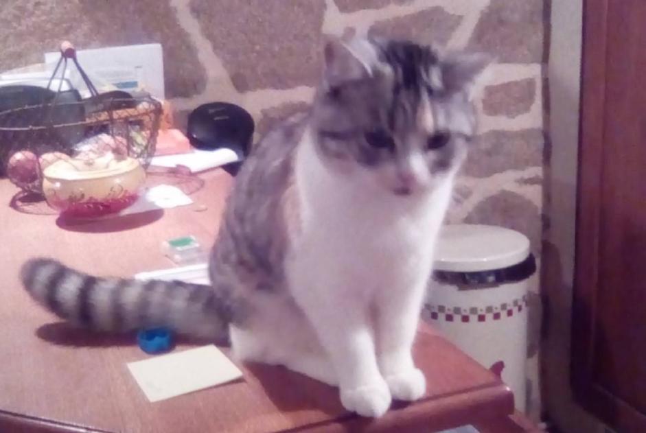 Vermisstmeldung Katze rassenmischung  Weiblich , 7 jahre La Ferté-Macé Frankreich