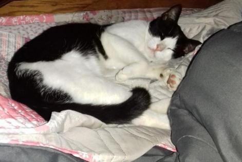 Disappearance alert Cat Male , 4 years Val-au-Perche France Disappearance alert Cat Male , 4 years Val-au-Perche France