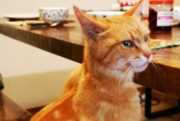 Disappearance alert Cat miscegenation Female , 5 years Le Mage France Disappearance alert Cat miscegenation Female , 5 years Le Mage France
