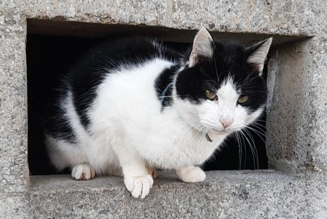 Disappearance alert Cat Male , 3 years Domfront en Poiraie France Disappearance alert Cat Male , 3 years Domfront en Poiraie France