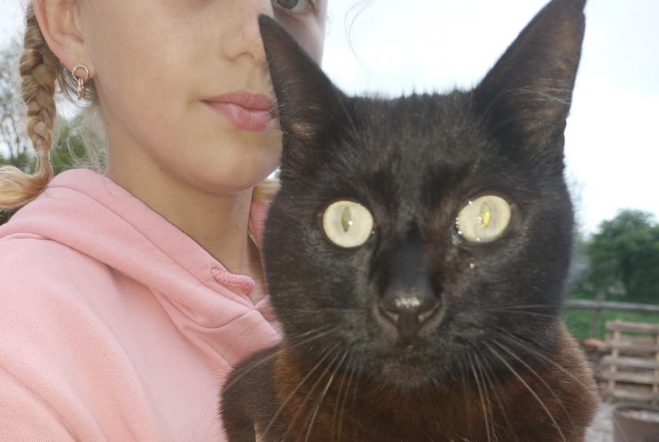 Discovery alert Cat Male La Lande-de-Goult France Discovery alert Cat Male La Lande-de-Goult France