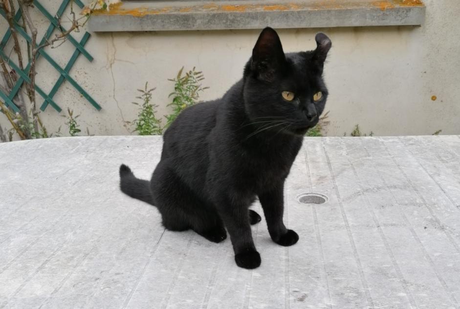 Disappearance alert Cat Female , 5 years Merri France Disappearance alert Cat Female , 5 years Merri France