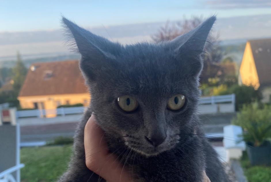 Discovery alert Cat Female Juvigny-Val-d'Andaine France