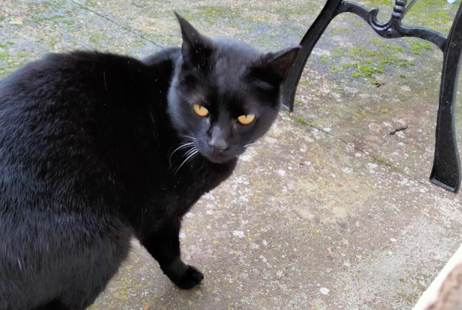 Discovery alert Cat Male Charencey France Discovery alert Cat Male Charencey France