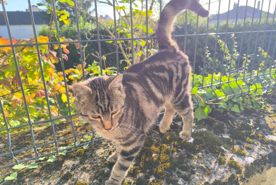 Discovery alert Cat Male Alençon France
