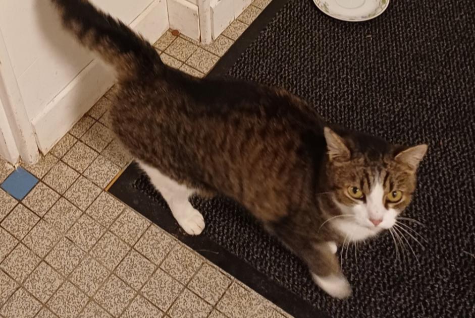 Discovery alert Cat miscegenation  Female Francheville France