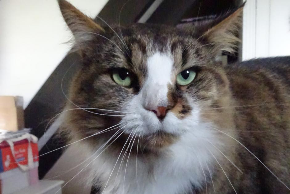 Disappearance alert Cat Male , 6 years Saint-Ouen-sur-Iton France