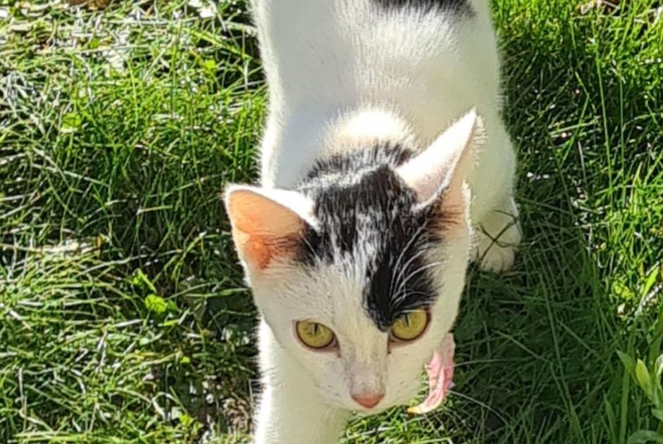Alerte Découverte Chat  Inconnu La Ferrière-aux-Étangs France