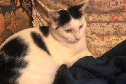 Alerte Disparition Chat Mâle , 1 ans La Ferrière-aux-Étangs France