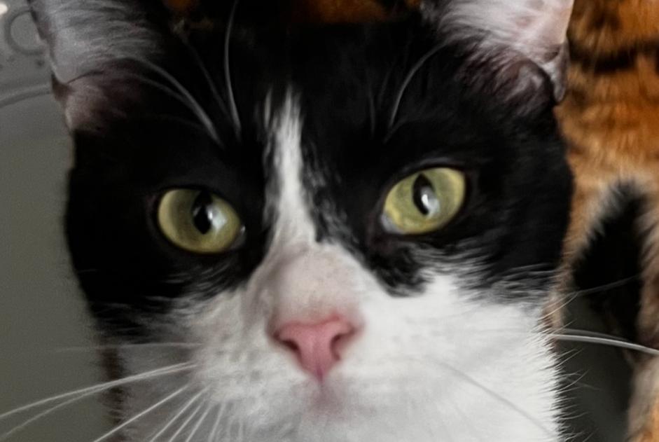 Alerte Disparition Chat croisement  Femelle , 1 ans Champosoult France