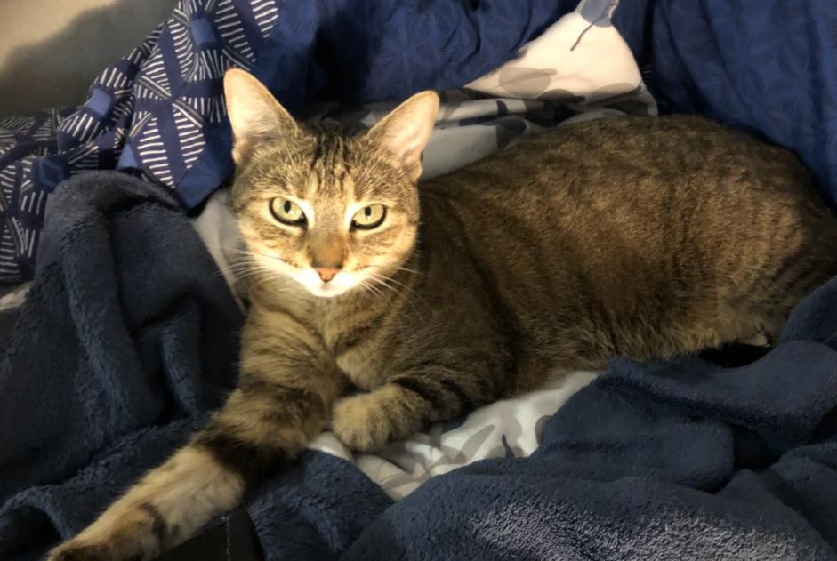 Alerte Disparition Chat croisement  Femelle , 5 ans Bagnoles de l'Orne Normandie France