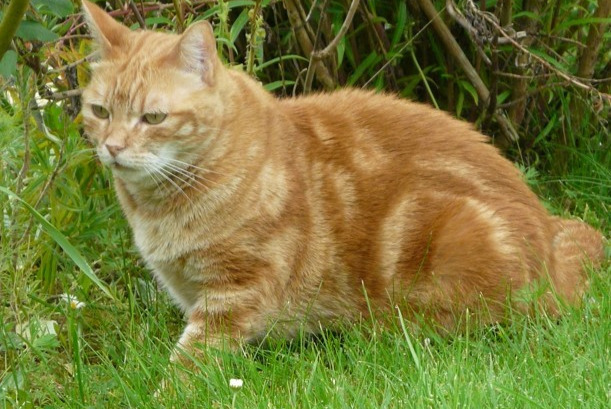 Alerte Disparition Chat  Femelle , 7 ans Rémalard en Perche France