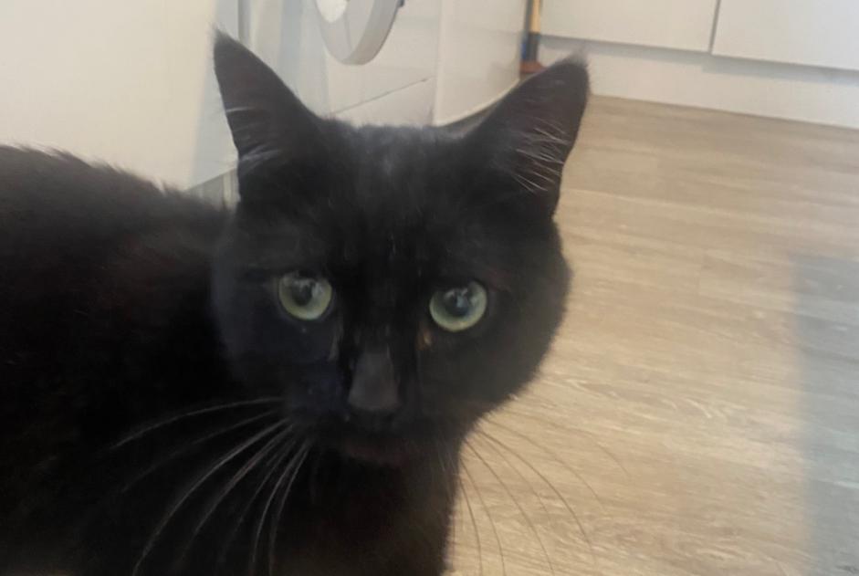 Avviso Ritrovamento Gatto Maschio Flers Francia