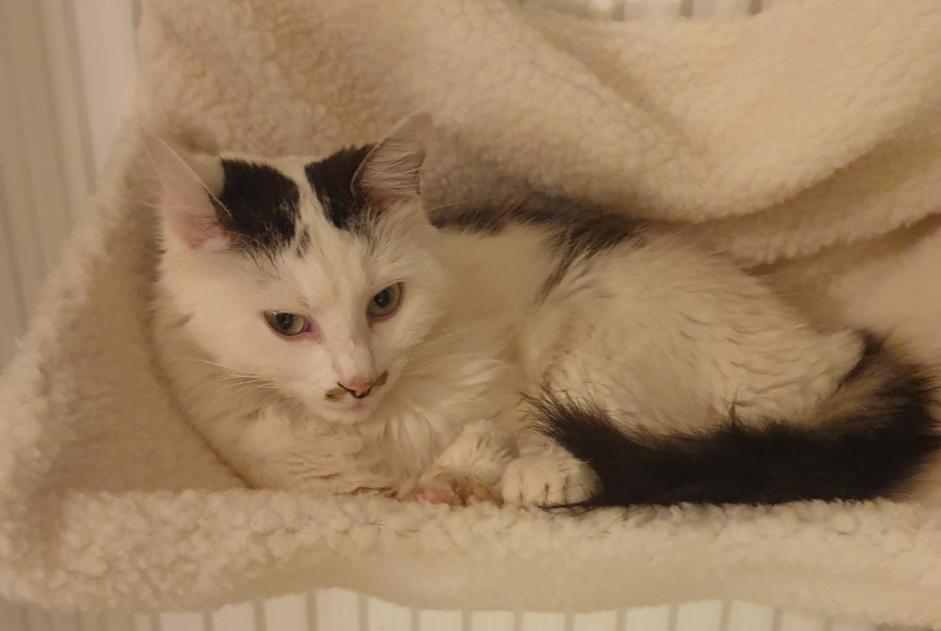 Avviso scomparsa Gatto incrocio di razze  Femmina , 4 anni Alençon Francia