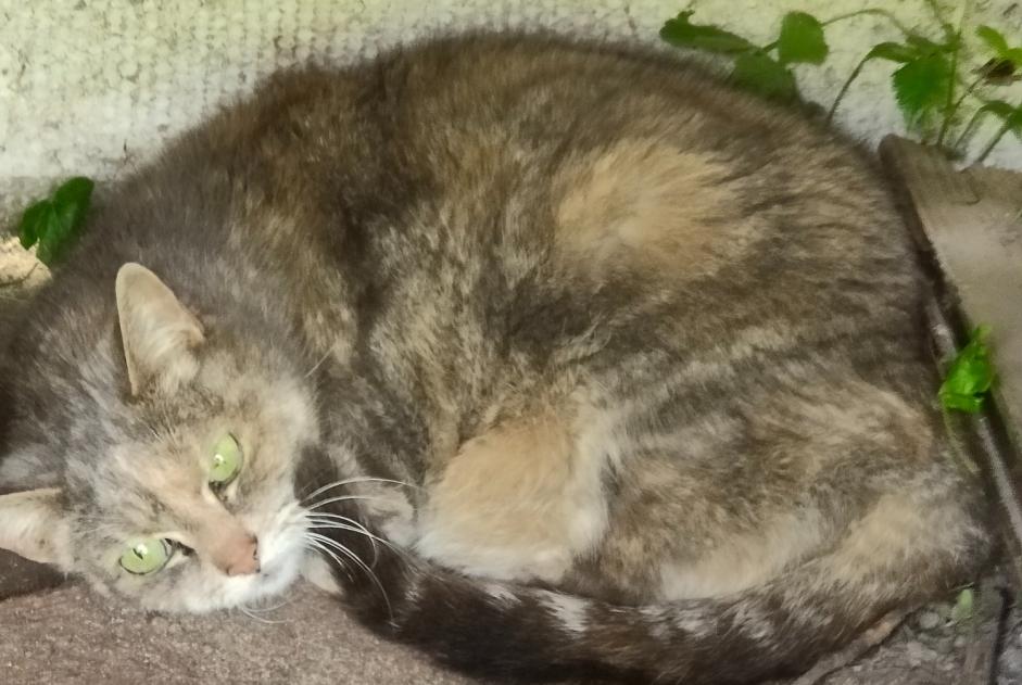 Ontdekkingsalarm Kat Onbekend Montmerrei Frankrijk