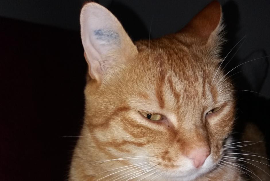 Verdwijningsalarm Kat Mannetje , 8 jaar Flers Frankrijk Verdwijningsalarm Kat Mannetje , 8 jaar Flers Frankrijk