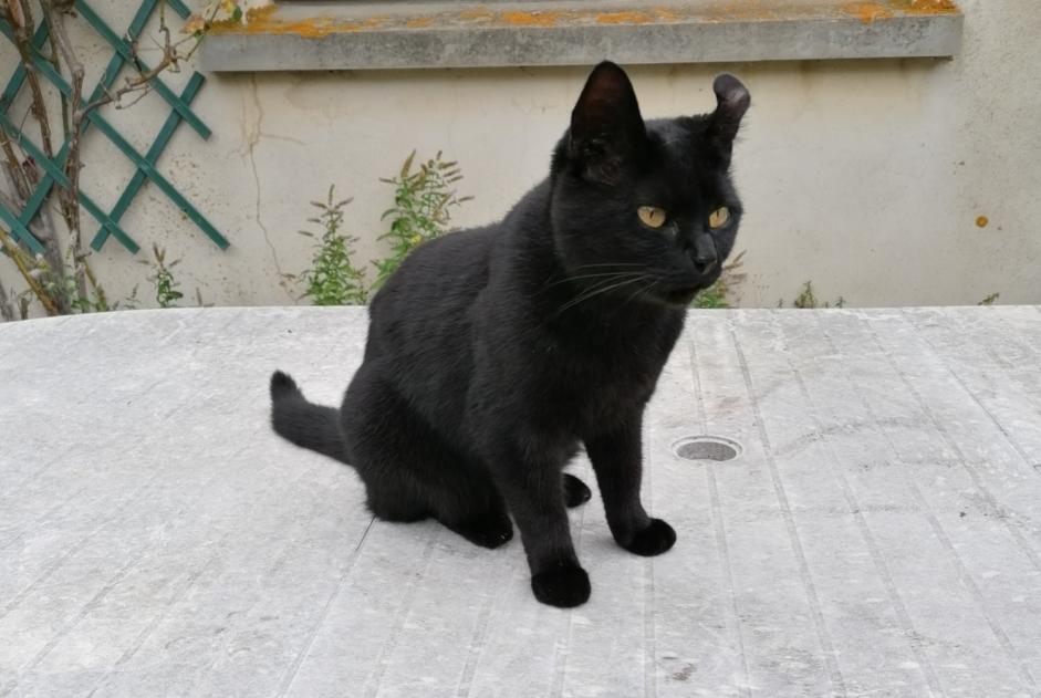 Alerta desaparecimento Gato  Fêmea , 5 anos Merri France