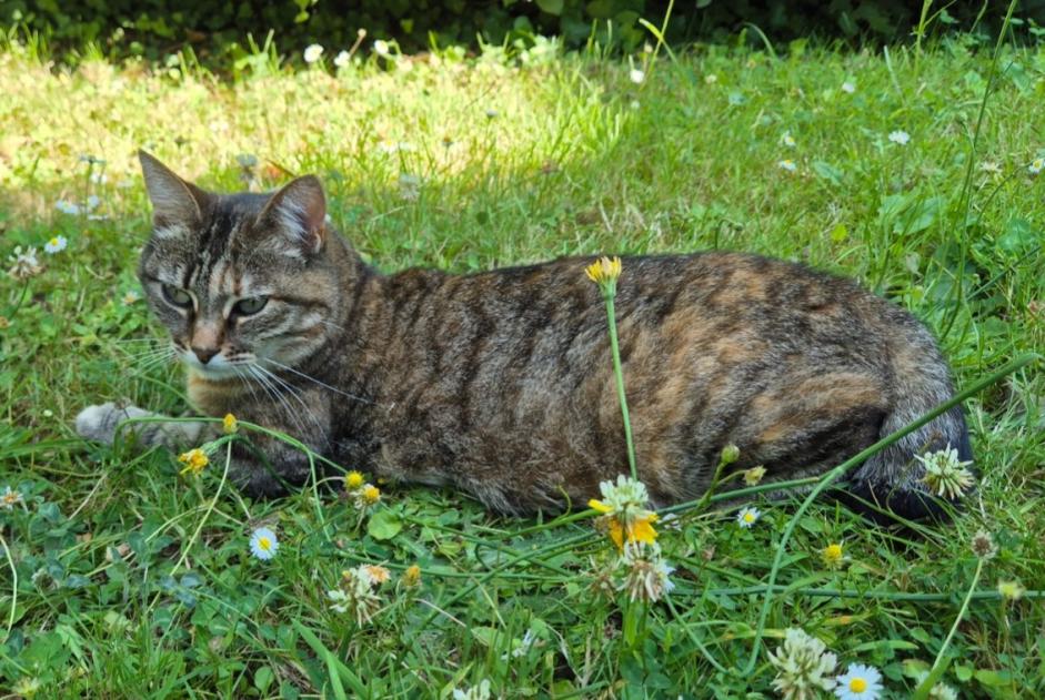 Alerta desaparecimento Gato Fêmea , 6 anos Mortagne-au-Perche France Alerta desaparecimento Gato Fêmea , 6 anos Mortagne-au-Perche France
