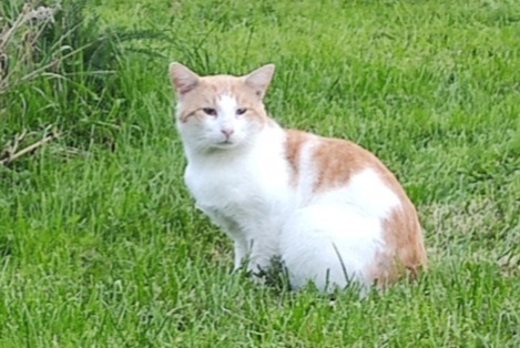 Alerta descoberta Gato Macho Les Genettes France Alerta descoberta Gato Macho Les Genettes France