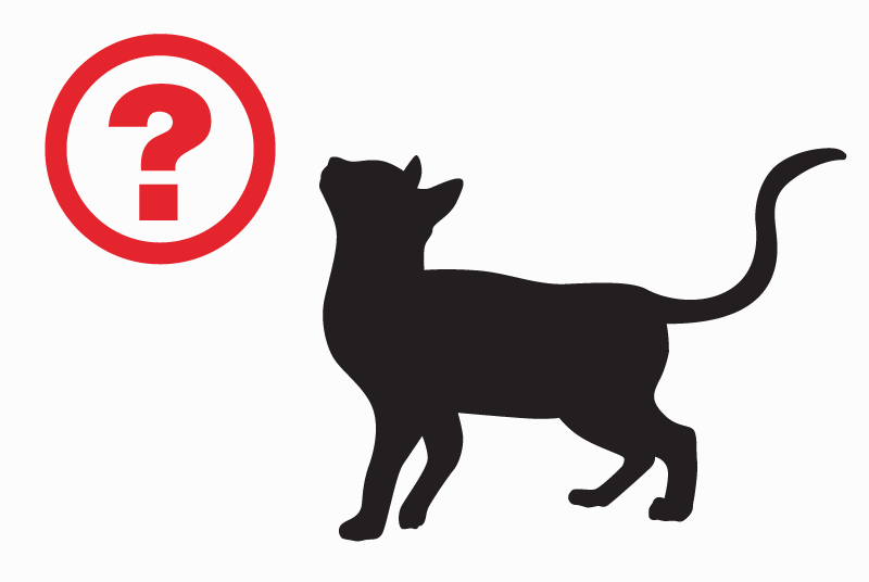 Discovery alert Cat Female Saint-Georges-des-Groseillers France